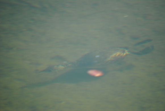 sottomarino pennuto!